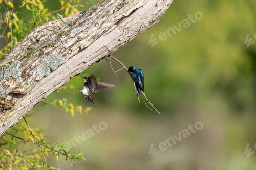 Preview: A Closeup Shot Of Two Birds Flying Near A Tree