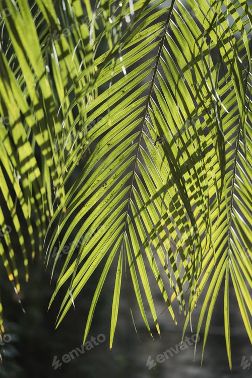 Preview: A Vertical Shot Of Palm Tree Leaves Outdoors During Daylight