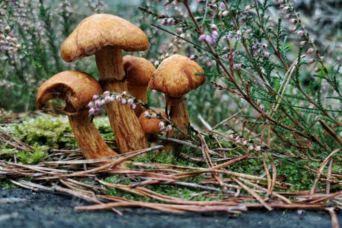 Preview: A Closeup Of Wild Mushrooms In A Forest Covered In Branches And Flowers