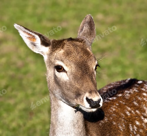 Preview: A Beautiful Closeup Shot Of A Deer Face