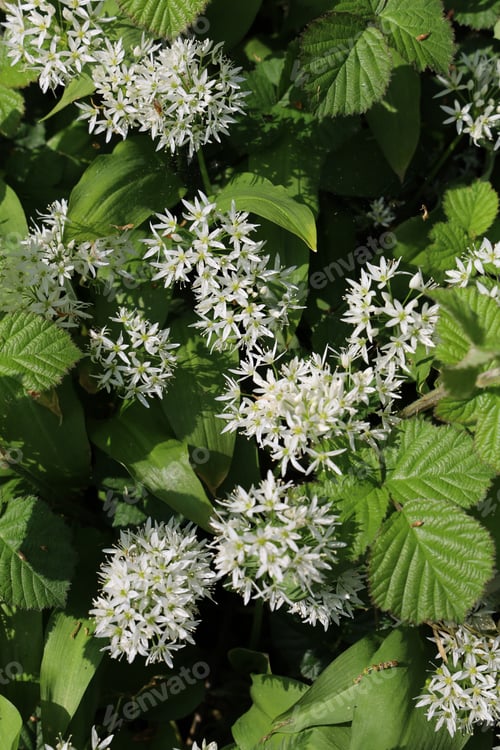 Preview: A Vertical Shot Of Clematis Recta Surrounded By Greenery Under The Sunlight