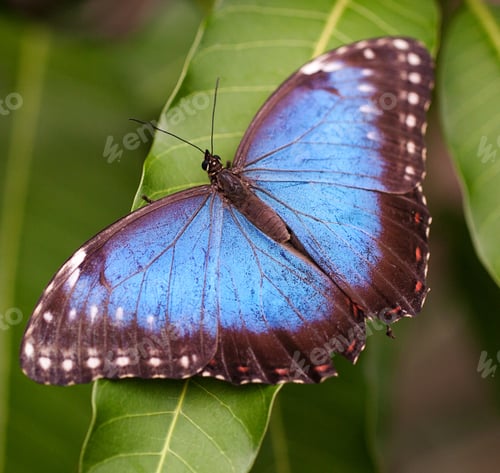 Preview: A Beautiful Closeup Shot Of A Blue Morpho Butterfly With Open Wings