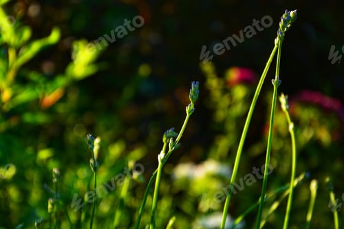 Preview: A Selective Focus Shot Of Flower Bud And Green Grass On A Dark Background
