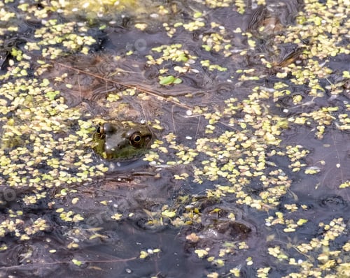 Preview: A Closeup Shot Of A Little Frog'S Head On The Surface Of A Dirty Pond