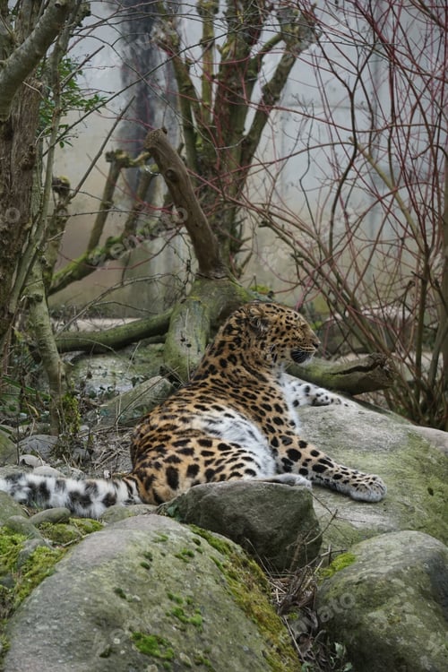 Preview: A Vertical Shot Of A Fierce Leopard Sitting On A Rocky Surface