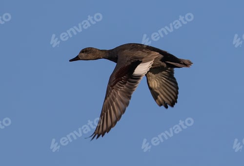 Preview: A Black Duck Flying Against The Beautiful Blue Sky