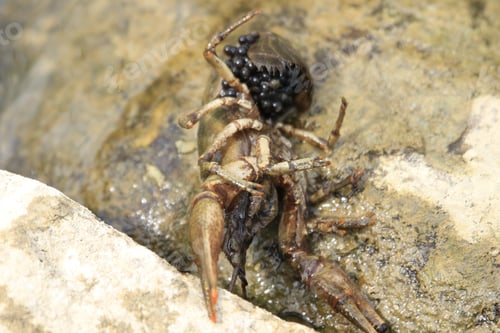 Preview: A Closeup Shot Of A Lobster With Eggs Isolated On The Wet Stones