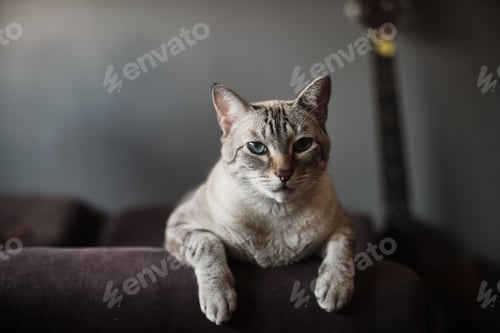 Preview: The Portrait Of Cute Domestic Cat