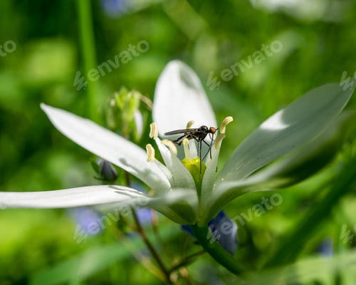 Preview: A Selective Focus Shot Of A Fly On A White Flower In The Garden