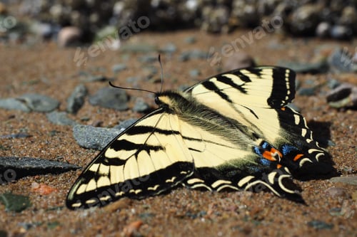 Preview: A Macro Shot Of A White And Black Butterfly On The Ground