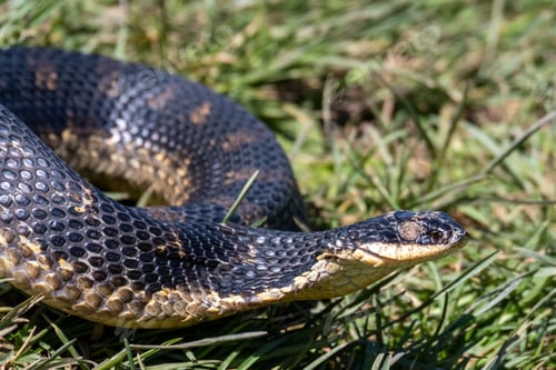 Preview: A Closeup Shot Of An Eastern Hognose Snake On A Meadow