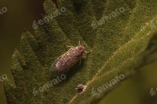Preview: An Overhead Shot Of A Bug On A Green Leaf - Perfect For Background