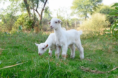 Preview: A View Of Cute Little White Goats Grazing In The Field