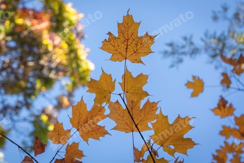 Preview: A Closeup Shot Of Beautiful Orange Fall Trees