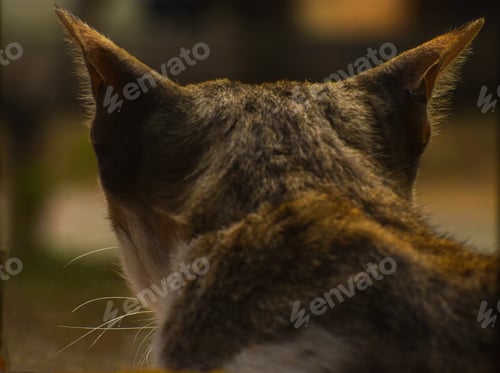 Preview: A Gray Cat From The Back On A Blurred Background