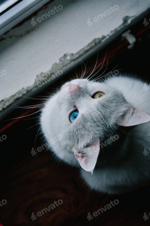 Preview: A Vertical Shot Of A British Odd-Eyed White Cat Looking Up By The Window Sill On White Background
