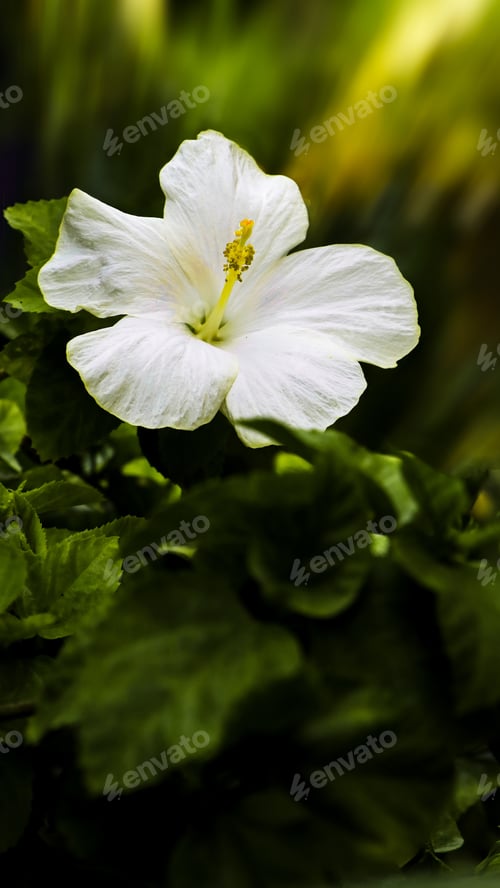 Preview: A Vertical Shot Of A Beautiful White Hibiscus Flower Surrounded By Green Leaves