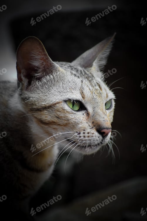 Preview: A Vertical Shot Of A Cat Staring With Its Green Eyes On A Blurred Background