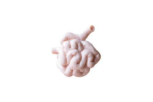 Preview: Human Small Intestine Anatomical Model Isolated On White Background
