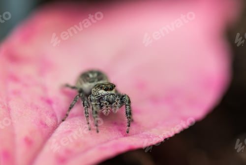 Preview: A Macro Selective Focus Of A Spider On Pink Plant