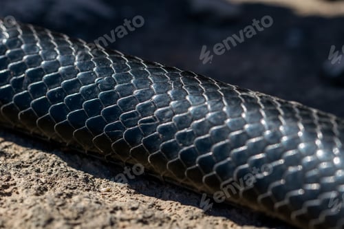 Preview: Close Up Of The Skins And Scales Of A Black Western Whip Snake, Hierophis Viridiflavus, Shot In