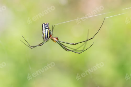 Preview: A Closeup Shot Of A Large Stiped Colorful Spider On A Cobweb