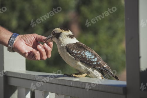 Preview: A Male Hand Petting A Kookaburra Bird Perching On A Handrailing