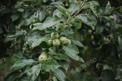 Preview: A Closeup Shot Of Unripe Green Apples Growing On A Tree