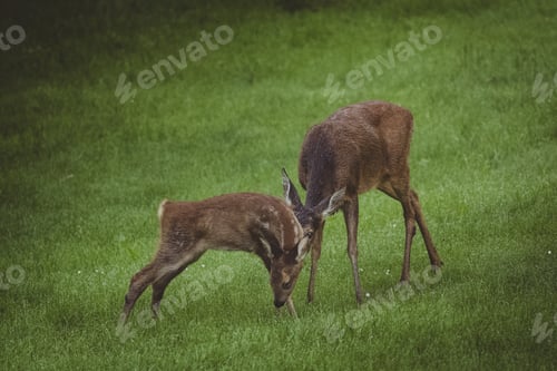 Preview: Deer With Fawn (Youngling) On A Clearing Covered With Grass The Mother Deer Caring And Grooming