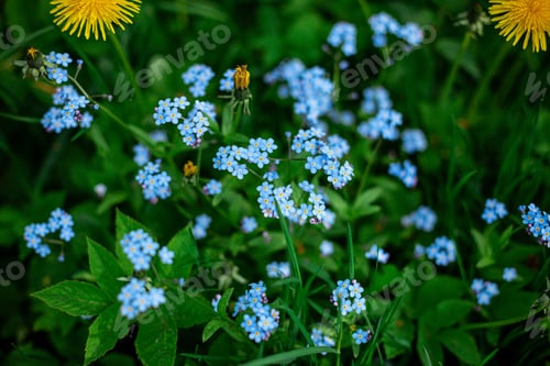 Preview: A Closeup Shot Of Forget-Me-Not Flowers Growing In A Field