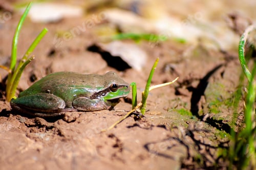 Preview: A Selective Focus Shot Of A Mediterranean Tree Frog (Hyla Meridionalis)