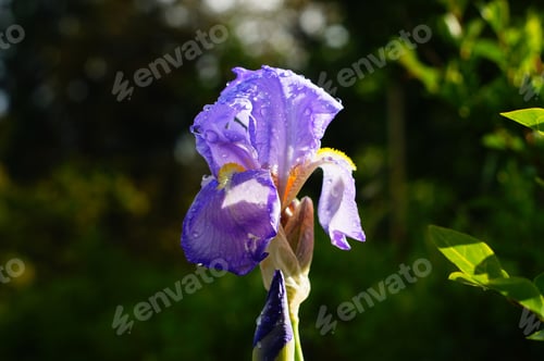 Preview: A Blue Iris After A Rain Shower Raindrops The French National Flower On The Coat Of Arms A