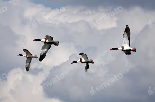 Preview: A Group Of Shelducks Flying In The Sky