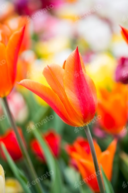 Preview: A Closeup Shot Of Beautiful Tulips Growing In The Garden