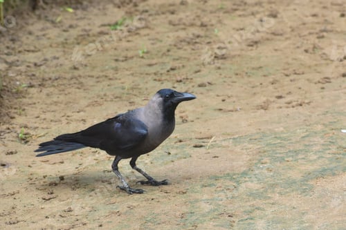 Preview: A Closeup Shot Of A Single Gray Crow On The Ground