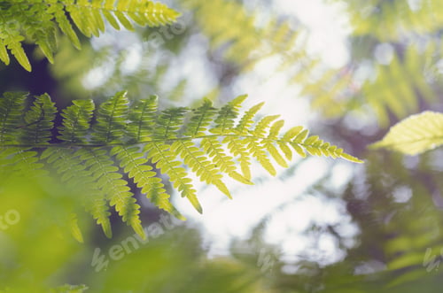 Preview: A Magical Closeup Shot Of A Light Green Fern Leaf On A Blurred Background In A Sunny Fantasy Forest