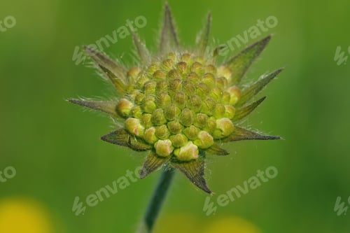 Preview: A Still Green Flower Bud Of Field Scabious, Knautia Arvensis In A Meadow Field, Ready To Blossom