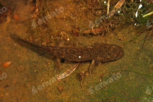 Preview: A Closeup Shot Of Larvae Of The Rarely Encountered Coastal Giant Salamander, Dicamptodon Tenebrosus