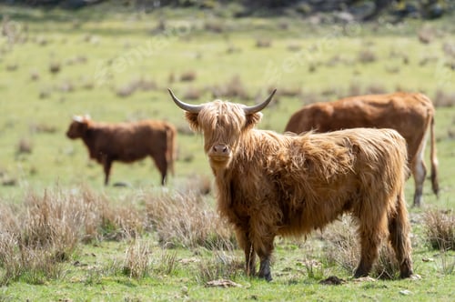 Preview: A Brown Young Highland Cow On The Meadow