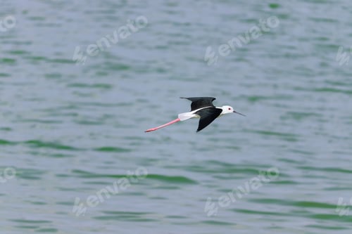 Preview: A Soft Focus Of A Black Winged Stilt Flying Over The Sea
