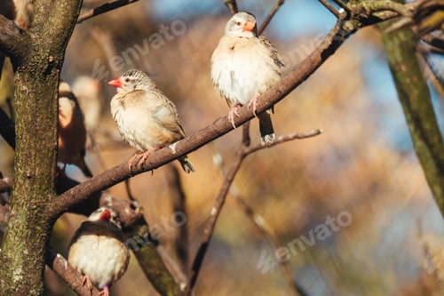 Preview: A Low Angle Shot Of Finches Birds Perched On A Tree Branch Against A Blue Background