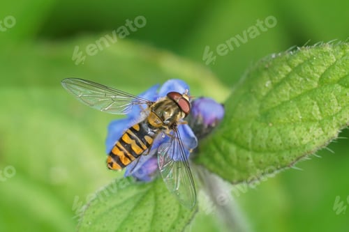 Preview: A Macro Shot Of The Marmalade Hoverfly Pollinating A Purple Flower