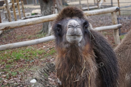 Preview: A Closeup Shot Of Looking Young Camel