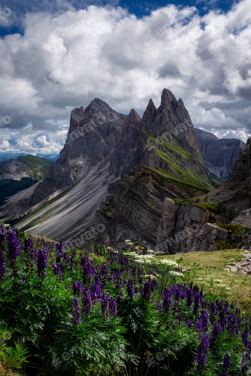 Preview: A Beautiful Vertical Shot Of Flowers With Rocks Alongside, The Puez-Geisler Nature Park, Italy