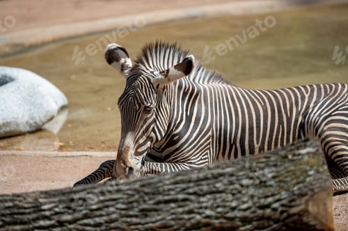 Preview: A Large Zebra Laying In A Zoo Habitat