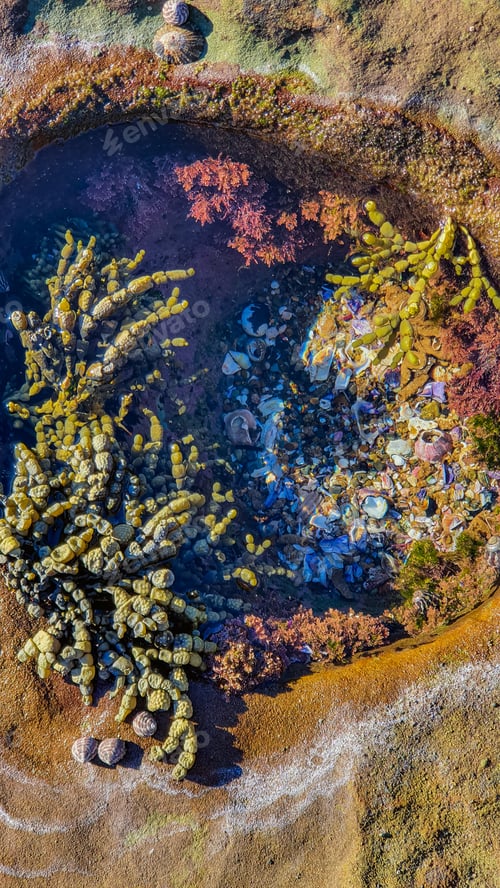 Preview: A Vertical Shot Of Seaweed Under Sunlight