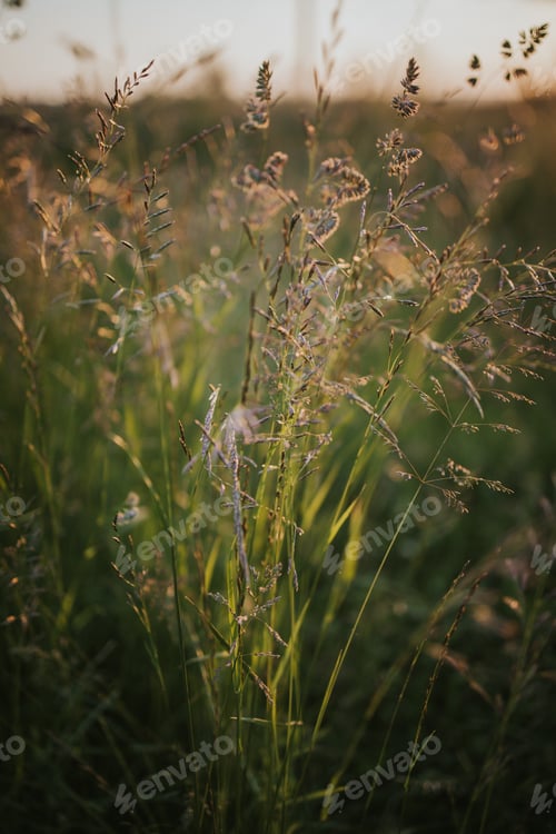 Preview: A Vertical Closeup Shot Of Tall Grass And Plants In A Sunny Field Illuminated By Golden Sunlight