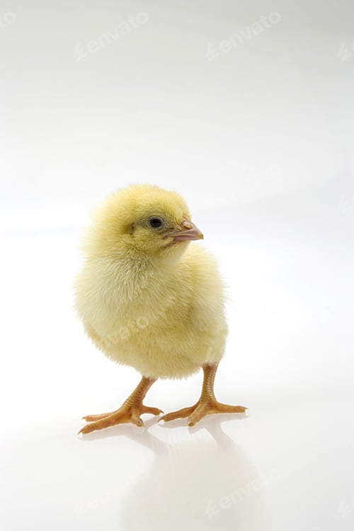Preview: A Vertical Shot Of A Cute Baby Chick Isolated On A White Background