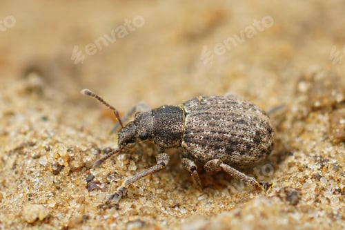 Preview: A Macro Shot Of A Small Weevil Walking In Sandy Soil