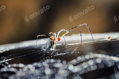 Preview: A Macro Shot Of A Spider Building Its Web